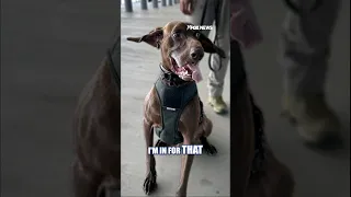 TSA s cutest K9 winner steals hearts