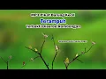 Download Lagu Mp3 Suara Pikat Burung Kecil Paling Ampuh Durasi Lama || Burung Kecil Ribut