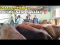 Download Lagu Borong Tiga Ekor ‼️Datang Pertama Gak Mau Kehabisan.  Stok Pasaran Paing Wonokerto #bantur 