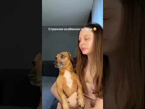 Эмпатичный песик 🐶 автор: bassssssstonya