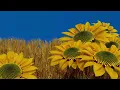 "Fields of Wheat" - from the album, Seeds of Peace, by Dean Evenson & Volodymyr Solianyk #peaceful