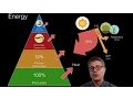 Energy Flow in Ecosystems