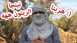 نينجا الزيتون موسم قطف الزيتون في قريتي مطرت علينا وهربنا Harvesting Olive Trees 
