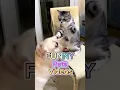 Download Lagu Grappige en schattige huisdieren die je dag opvrolijken! 😂🐾 #shorts