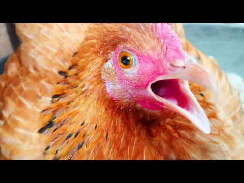 Download MP3 Chicken Sound Hen Video - Amazing Pets & Animal