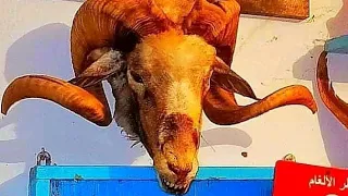 لماذا كل الكباش أبطال في تونس 