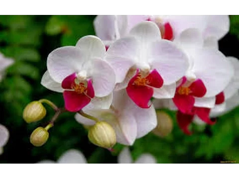COMO CUIDAR DE ORQUÍDEAS VANDA SEM SEGREDO