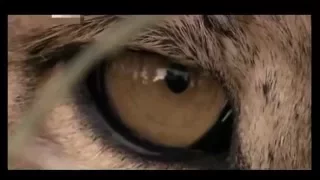 وثائقي وحوش الغابة National Geographic 