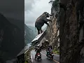 🐘 Gajah Panjat Tebing Hentikan Bus di Jalan Ekstrem! | Momen Paling Gila di Dunia 🌍😱