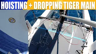 Hoisting and dropping the Hobie Tiger main sail whilst afloat solo  Is it possible