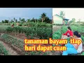 Download Lagu BANTUIN BU UMI PANEN BAYAM 