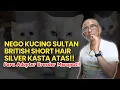 Download Lagu Adopt a British Shorthair Silver, a rare sultan breed in Indonesia! Breeders and adopters are com...