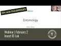 Basic Entomology Insect ID Lab IDs