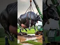 Download Lagu A black cow fell into huge well rescued by farmers #humanity #animals #cow #cowlover #help #rescue