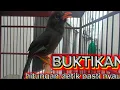 Download Lagu Pancingan poksay mandarin paling ampuh untuk masteran dan pikat
