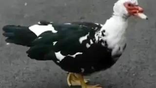 دكر بط تايه يا ولاد الحلال دندنها