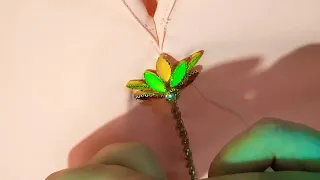 تنبات على شكل هدوب في جلابة دندنها