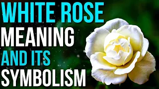 White Rose Meaning and Symbolism Meaning of White Rose Flower
