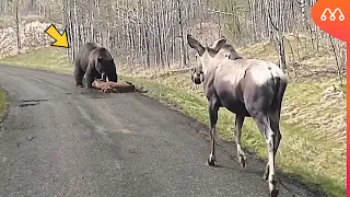 NUNCA ATAQUE UM FILHOTE DE ALCE