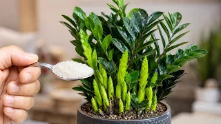 just one spoonful your plant will suddenly sprout 999 new shoots overnight