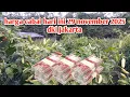 Harga cabai hari ini 29 november 2025 dki jakarta