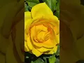 Download Lagu SRK channel live karna subscribe karna Aisa Laga video comment karna YouTube short