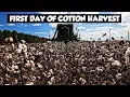 Download Lagu ALABAMA COTTON HARVEST 2025 HAS STARTED