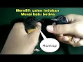 TIPS/CARA MEMILIH CALON INDUKAN MURAI BATU BETINA | UNTUK DI TERNAK