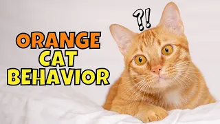 The Surprising Truth About Orange (Ginger) Cat Behavior