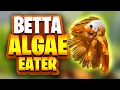 3 Great Little Algae Eaters For Betta Fish Tanks Perfect For Small Planted Betta Fish Aquariums