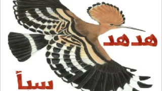 هدهد سبأ أبو حنظله 2017 