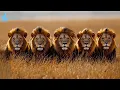 Download Lagu Mapogo The Strongest Lion Alliance of All Time #naturedocumentary | Wild Kingdoom