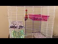 Critter Ware Chew Proof 4 Story Critter Cage Review