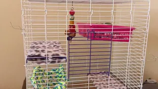 Critter Ware Chew Proof 4 Story Critter Cage Review