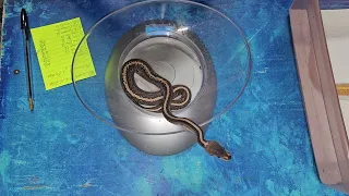 Ball Python Update Clutch of 2026 Coral Glows