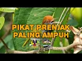 Download Lagu Pikat prenjak lumut paling ampuh #poseidonesf #gudangnektarmetabolisme #fyp