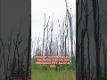 Download Lagu Menyusuri Sungai Dari Mimika Timur Terlihat Hutan Dan air Terdampak Sisa Tailing PTFI.Agustus 2025