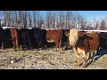 IMG 0211