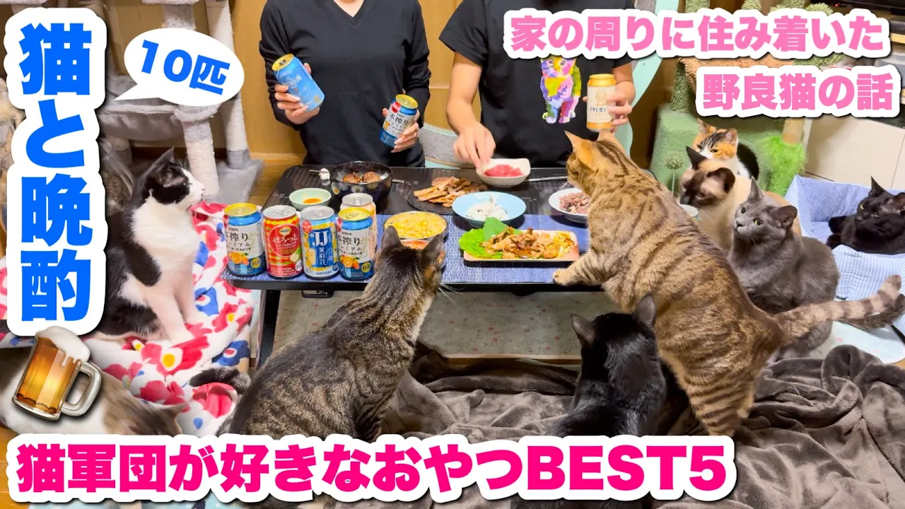 猫10匹と晩酌しながら、猫軍団が好きなおやつを発表したり、家の周りに住み着いた野良猫について話しました!🍺⛱️☀️