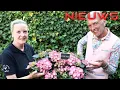 Download Lagu Code Rosé van de Meilandjes te koop voor bizar bedrag: 'Flinke winst'