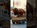 Download Lagu TAKBIR KELILING SAPI KURBAN IDUL ADHA #cow #sapi #sapilucu #takbir #takbiran #shorts #short
