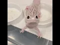 Download Lagu Cute Leopard Gecko Greets Me!