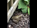 Download Lagu Mr Frog chilling on my path part 2 #nature #allotment #gardening #frogs