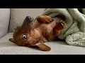 Mini dachshund can never have too many blankets