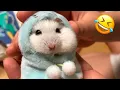Download Lagu Funny Hamsters Videos | Cute and Funny Moments of the Animals