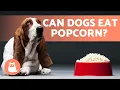 Popcorn for Dogs - Can They Eat It