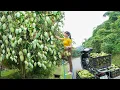 Download Lagu Harvesting Many Mango Fruit Goes To Countryside Sell For Villager - My Bushcraft / Nhất