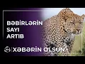 Lagu Azərbaycanda bəbirlərin sayı artıb / Xəbərin olsun