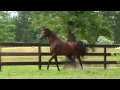 Lagu Marwan Al Shaqab - Three Times World Champion