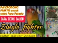Lagu Settingan Lovebird Balibu Full Kerodong Single Fighter | Cetak Balibu Single Fighter Untuk Gantangan